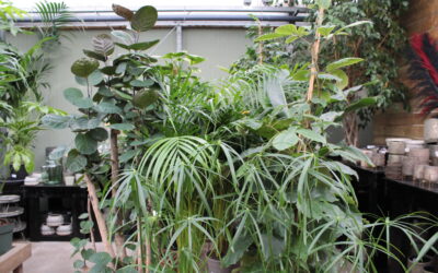 Voor de kerstboom komt, nog even wat plantengeluk! 