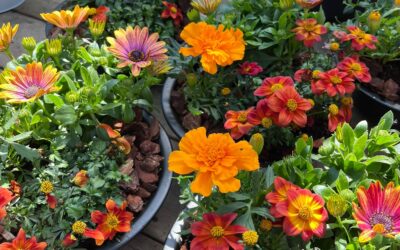 De Veense Bukker bestaat 10 jaar!