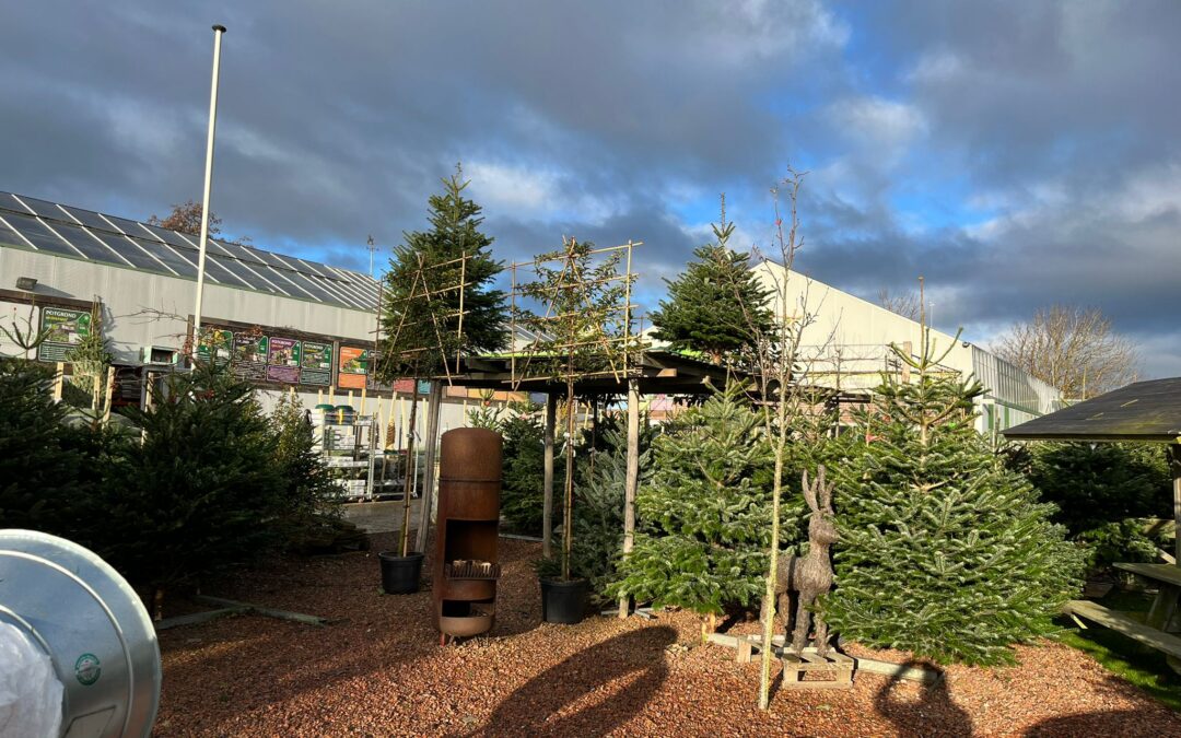 Kerstbomenverkoop 🎄